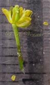  Flower and 2 anthers